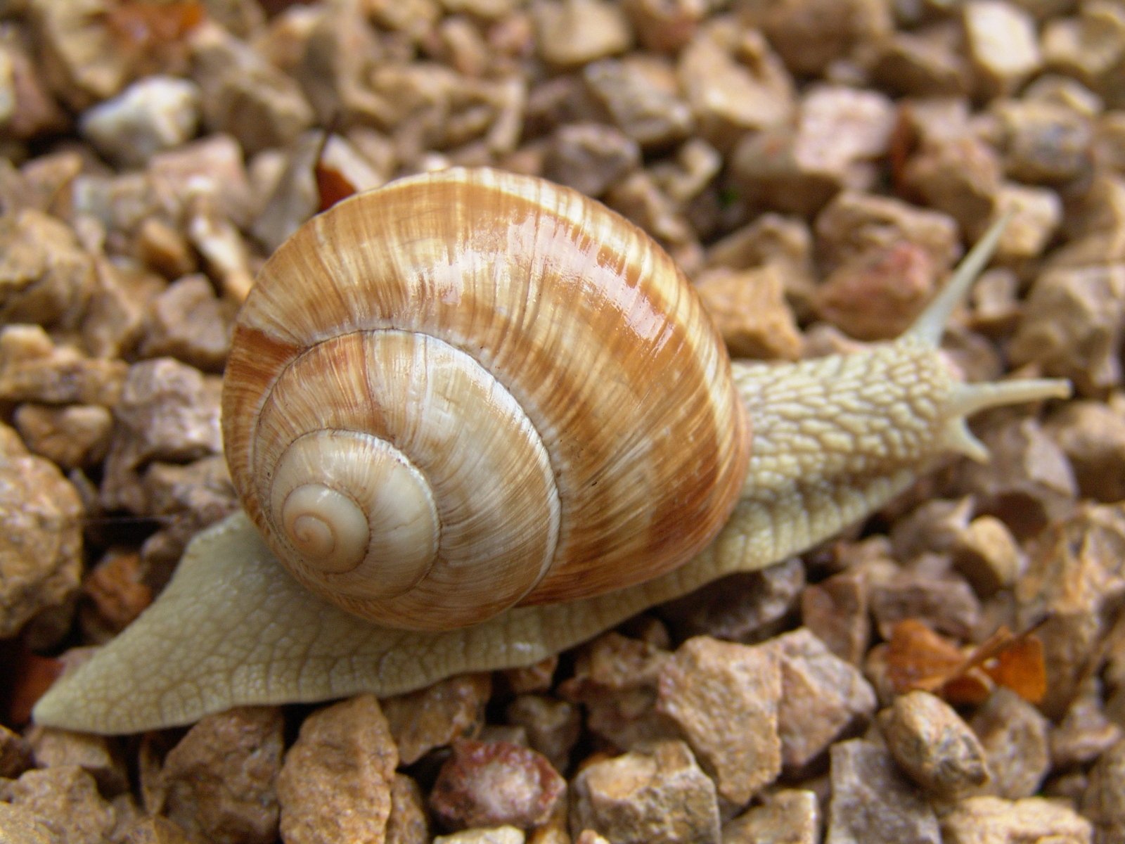 Like a snail, slow and steady wins the race of leadership development